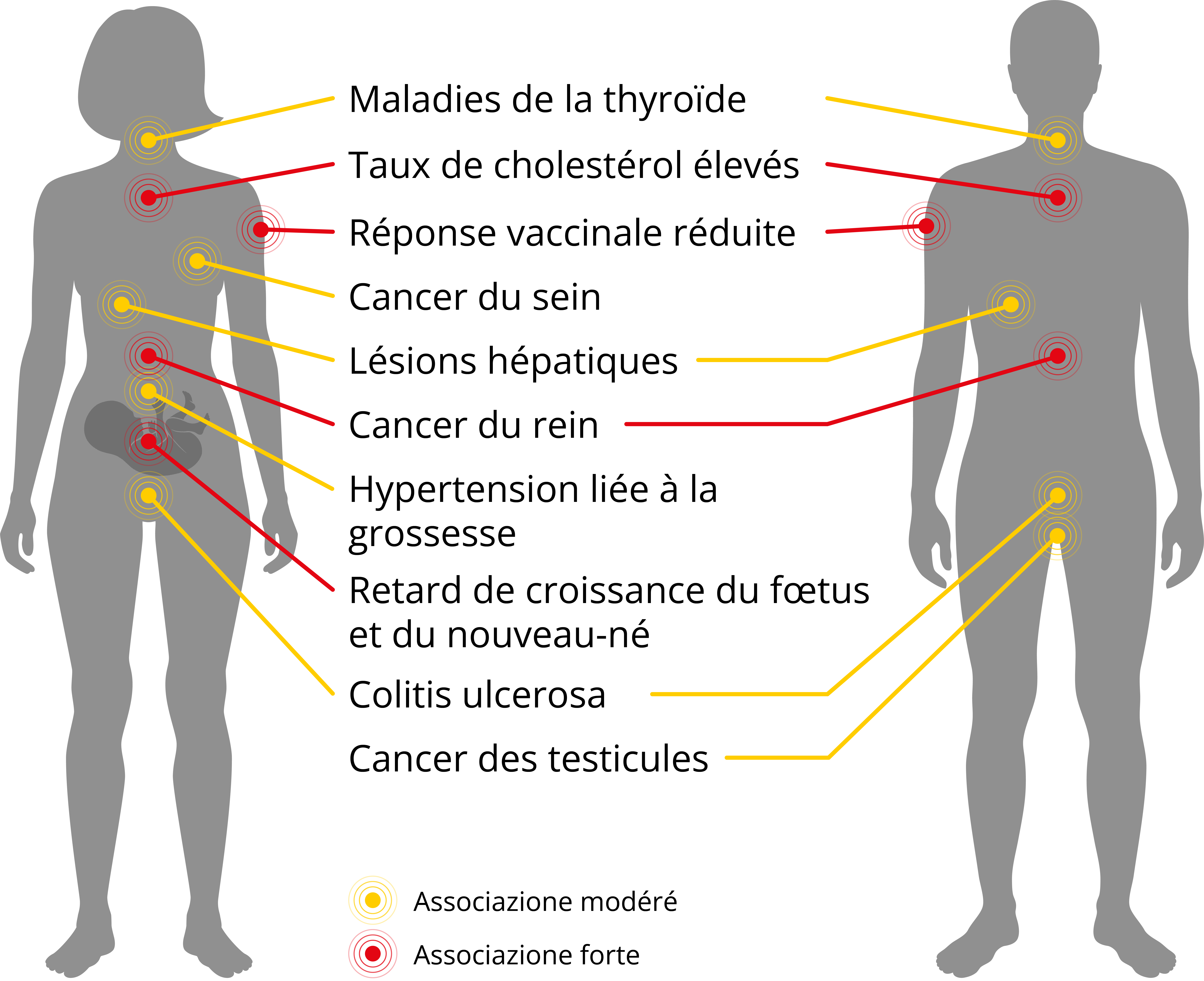 Risques pour la santé liés aux PFAS Effets des PFAS sur le corps humain Conséquences sanitaires des PFAS PFAS et maladies PFAS système immunitaire PFAS fertilité et grossesse PFAS cancer Effets à long terme des PFAS Santé publique et PFAS PFAS et santé en Suisse